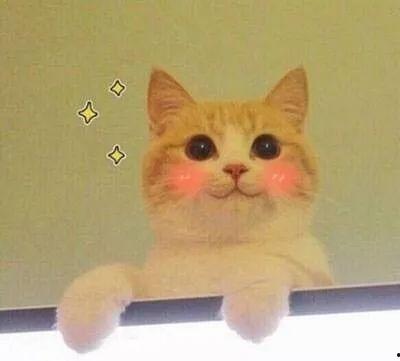 猫猫永不为奴娱乐吃瓜酱